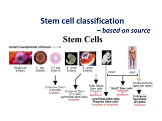 Stem cell classification
– based on source
 