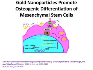 Gold Nanoparticles Promote
Osteogenic Differentiation of
Mesenchymal Stem Cells
Gold Nanoparticles Promote Osteogenic Differentiation of Mesenchymal Stem Cells through p38
MAPK PathwayACS Nano, 2010, 4 (11), pp 6439–6448
DOI: 10.1021/nn101373r
 