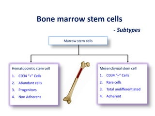 Marrow stem cells
Hematopoietic stem cell
1. CD34 “+” Cells
2. Abundant cells
3. Progenitors
4. Non Adherent
Mesenchymal stem cell
1. CD34 “–” Cells
2. Rare cells
3. Total undifferentiated
4. Adherent
Bone marrow stem cells
- Subtypes
 