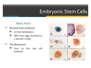 Stemcells2 | PPT