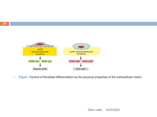  Figure : Control of fibroblast differentiation by the physical properties of the extracellular matrix.
9/20/2022
Stem cells
20
 