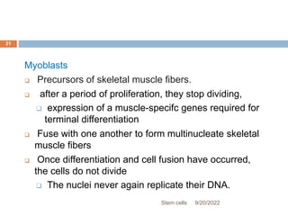 Myoblasts
 Precursors of skeletal muscle fibers.
 after a period of proliferation, they stop dividing,
 expression of a muscle-specifc genes required for
terminal differentiation
 Fuse with one another to form multinucleate skeletal
muscle fibers
 Once differentiation and cell fusion have occurred,
the cells do not divide
 The nuclei never again replicate their DNA.
9/20/2022
Stem cells
21
 