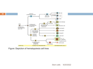 Figure: Depiction of hematopoiesis cell lines
9/20/2022
Stem cells
26
 