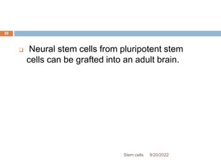  Neural stem cells from pluripotent stem
cells can be grafted into an adult brain.
9/20/2022
Stem cells
29
 
