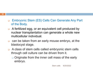  Embryonic Stem (ES) Cells Can Generate Any Part
of the Body.
 A fertilized egg, or an equivalent cell produced by
nuclear transplantation can generate a whole new
multicellular individual.
 can be taken from an early mouse embryo, at the
blastocyst stage.
 A class of stem cells called embryonic stem cells
through cell culture can be driven from it.
 Originate from the inner cell mass of the early
embryo.
9/20/2022
Stem cells
30
 