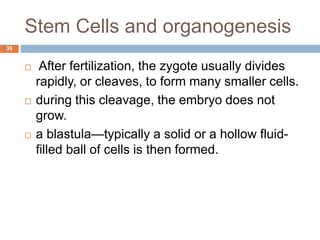 Stem Cells and organogenesis
35
 After fertilization, the zygote usually divides
rapidly, or cleaves, to form many smaller cells.
 during this cleavage, the embryo does not
grow.
 a blastula—typically a solid or a hollow fluid-
filled ball of cells is then formed.
 