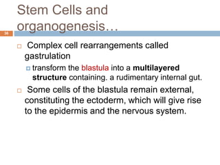 Stem Cells and
organogenesis…
36
 Complex cell rearrangements called
gastrulation
 transform the blastula into a multilayered
structure containing. a rudimentary internal gut.
 Some cells of the blastula remain external,
constituting the ectoderm, which will give rise
to the epidermis and the nervous system.
 