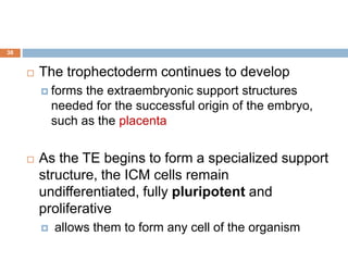 38
 The trophectoderm continues to develop
 forms the extraembryonic support structures
needed for the successful origin of the embryo,
such as the placenta
 As the TE begins to form a specialized support
structure, the ICM cells remain
undifferentiated, fully pluripotent and
proliferative
 allows them to form any cell of the organism
 