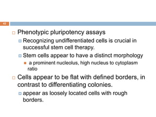 43
 Phenotypic pluripotency assays
 Recognizing undifferentiated cells is crucial in
successful stem cell therapy.
 Stem cells appear to have a distinct morphology
 a prominent nucleolus, high nucleus to cytoplasm
ratio
 Cells appear to be flat with defined borders, in
contrast to differentiating colonies.
 appear as loosely located cells with rough
borders.
 
