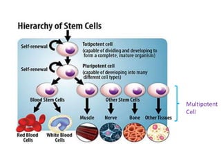 Multipotent
Cell
 