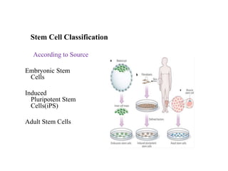 Stem Cell Classification
Embryonic Stem
Cells
Induced
Pluripotent Stem
Cells(iPS)
Adult Stem Cells
According to Source
 