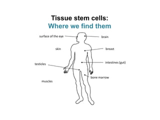 Tissue stem cells:
Where we find them
muscles
skin
surface of the eye brain
breast
intestines (gut)
bone marrow
testicles
 