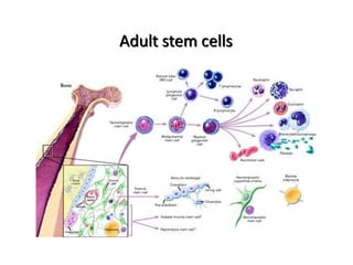 Adult stem cells
 