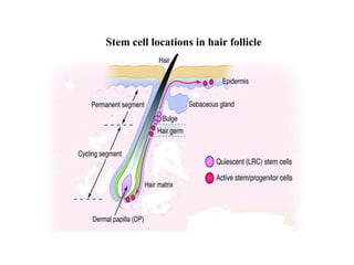 Stem cell locations in hair follicle
 
