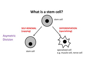 stem cell
What is a stem cell?
stem cell
SELF-RENEWAL
(copying)
specialized cell
e.g. muscle cell, nerve cell
DIFFERENTIATION
(specializing)
Asymetric
Division
 