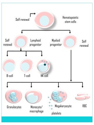 Stem cells | PDF