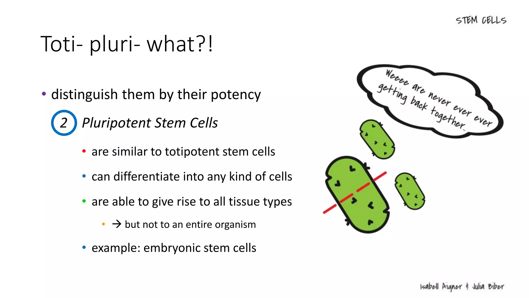2 Pluripotent Stem Cells
Toti- pluri- what?!
• distinguish them by their potency
• are similar to totipotent stem cells
• can differentiate into any kind of cells
• are able to give rise to all tissue types
•  but not to an entire organism
• example: embryonic stem cells
 