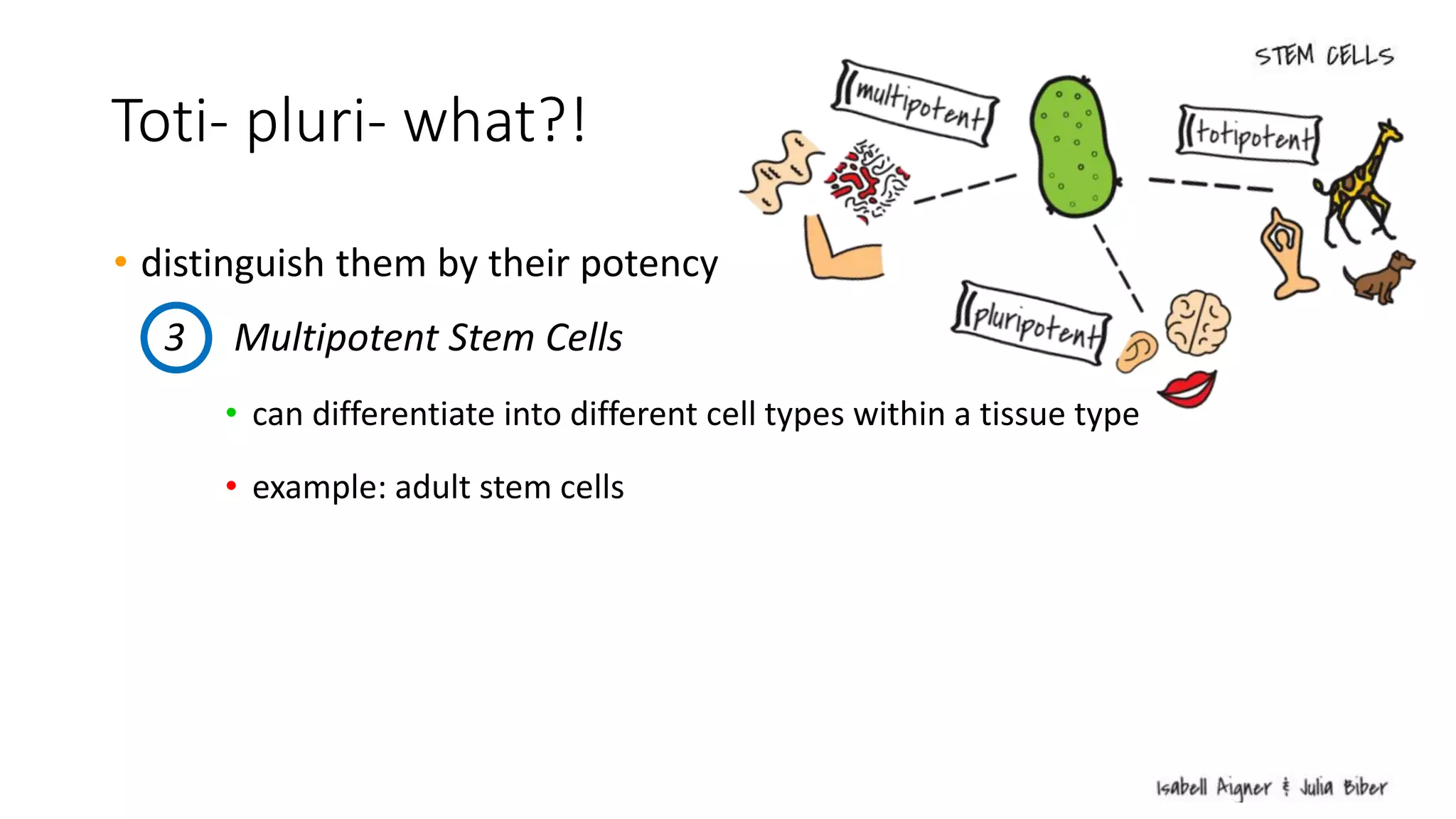 Toti- pluri- what?!
• distinguish them by their potency
• can differentiate into different cell types within a tissue type
• example: adult stem cells
3 Multipotent Stem Cells
 