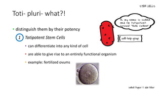 Toti- pluri- what?!
• distinguish them by their potency
• can differentiate into any kind of cell
• are able to give rise to an entirely functional organism
• example: fertilized ovums
1 Totipotent Stem Cells
 