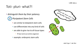2 Pluripotent Stem Cells
Toti- pluri- what?!
• distinguish them by their potency
• are similar to totipotent stem cells
• can differentiate into any kind of cells
• are able to give rise to all tissue types
•  but not to an entire organism
• example: embryonic stem cells
 