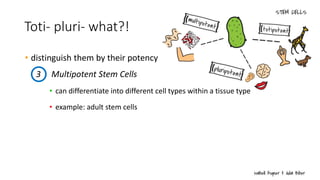 Toti- pluri- what?!
• distinguish them by their potency
• can differentiate into different cell types within a tissue type
• example: adult stem cells
3 Multipotent Stem Cells
 