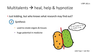 Multitalents  heal, help & hypnotize
• Just kidding, but who knows what research may find out?
• used to create organs & tissues
• huge potential in medicine
2 Synthesis
 