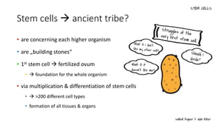 Stem cells  ancient tribe?
• are concerning each higher organism
• are „building stones“
• 1st stem cell  fertilized ovum
•  foundation for the whole organism
• via multiplication & differentiation of stem cells
•  >200 different cell types
• formation of all tissues & organs
 