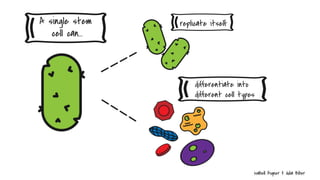 Stem Cells - #scichallenge2017