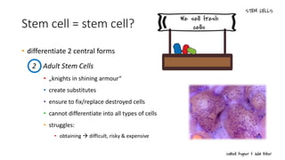 Stem cell = stem cell?
• differentiate 2 central forms
2 Adult Stem Cells
• „knights in shining armour“
• create substitutes
• ensure to fix/replace destroyed cells
• cannot differentiate into all types of cells
• struggles:
• obtaining  difficult, risky & expensive
 