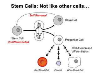 Stem_Cells_and_Cancer_PPT.ppt