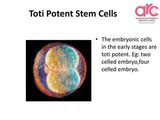 Stem cells and infertility by Dr. Gayathiri | PPTX