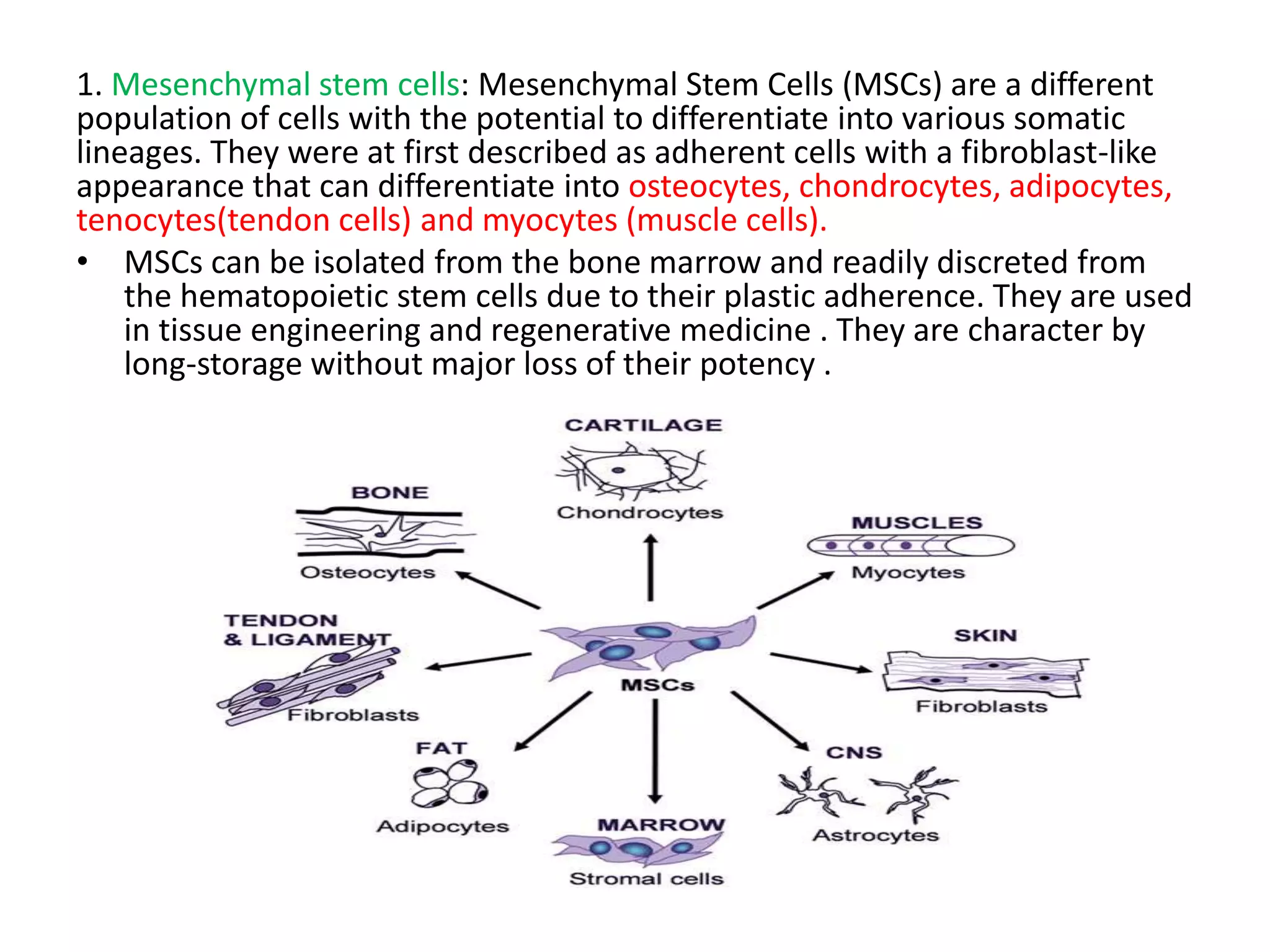 1. Mesenchymal stem cells: Mesenchymal Stem Cells (MSCs) are a different
population of cells with the potential to differentiate into various somatic
lineages. They were at first described as adherent cells with a fibroblast-like
appearance that can differentiate into osteocytes, chondrocytes, adipocytes,
tenocytes(tendon cells) and myocytes (muscle cells).
• MSCs can be isolated from the bone marrow and readily discreted from
the hematopoietic stem cells due to their plastic adherence. They are used
in tissue engineering and regenerative medicine . They are character by
long-storage without major loss of their potency .
 