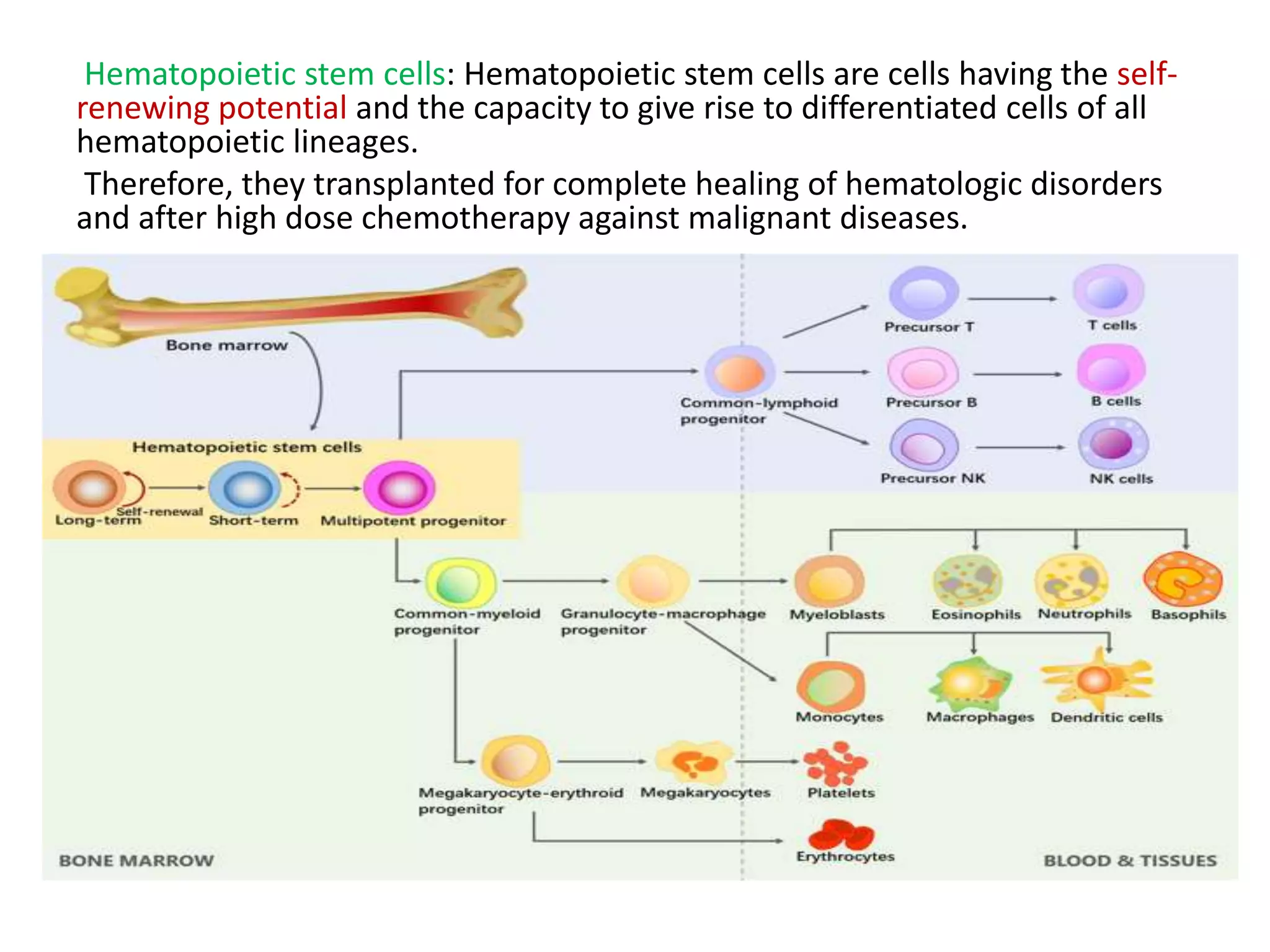 Hematopoietic stem cells: Hematopoietic stem cells are cells having the self-
renewing potential and the capacity to give rise to differentiated cells of all
hematopoietic lineages.
Therefore, they transplanted for complete healing of hematologic disorders
and after high dose chemotherapy against malignant diseases.
 