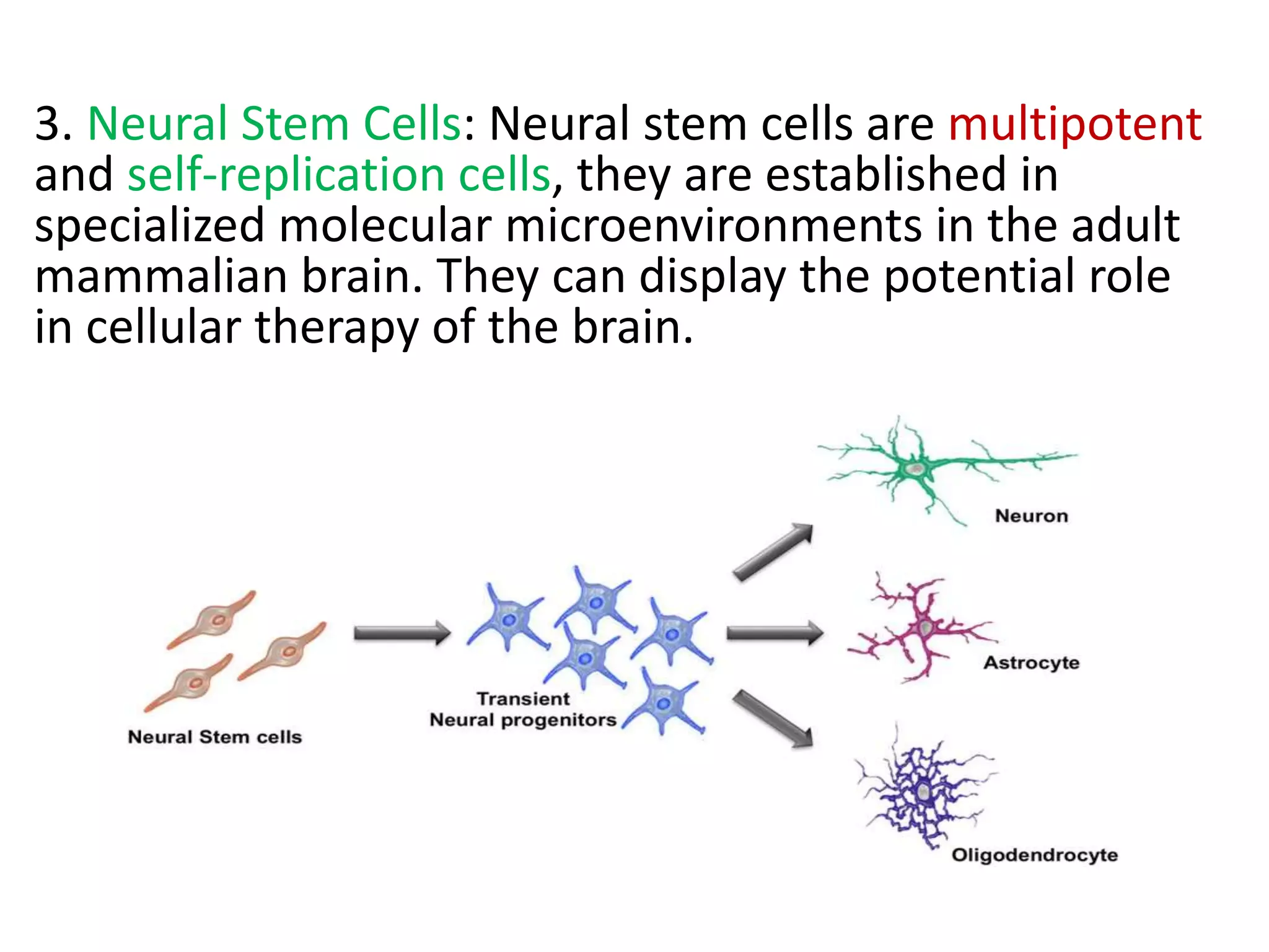 3. Neural Stem Cells: Neural stem cells are multipotent
and self-replication cells, they are established in
specialized molecular microenvironments in the adult
mammalian brain. They can display the potential role
in cellular therapy of the brain.
 