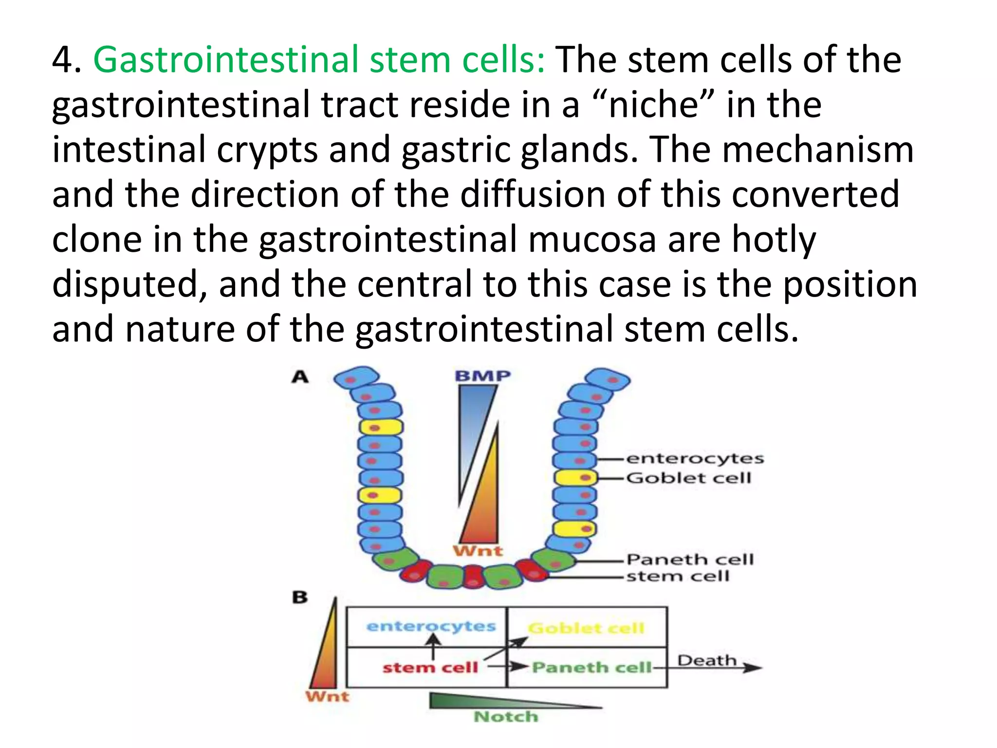 4. Gastrointestinal stem cells: The stem cells of the
gastrointestinal tract reside in a “niche” in the
intestinal crypts and gastric glands. The mechanism
and the direction of the diffusion of this converted
clone in the gastrointestinal mucosa are hotly
disputed, and the central to this case is the position
and nature of the gastrointestinal stem cells.
 
