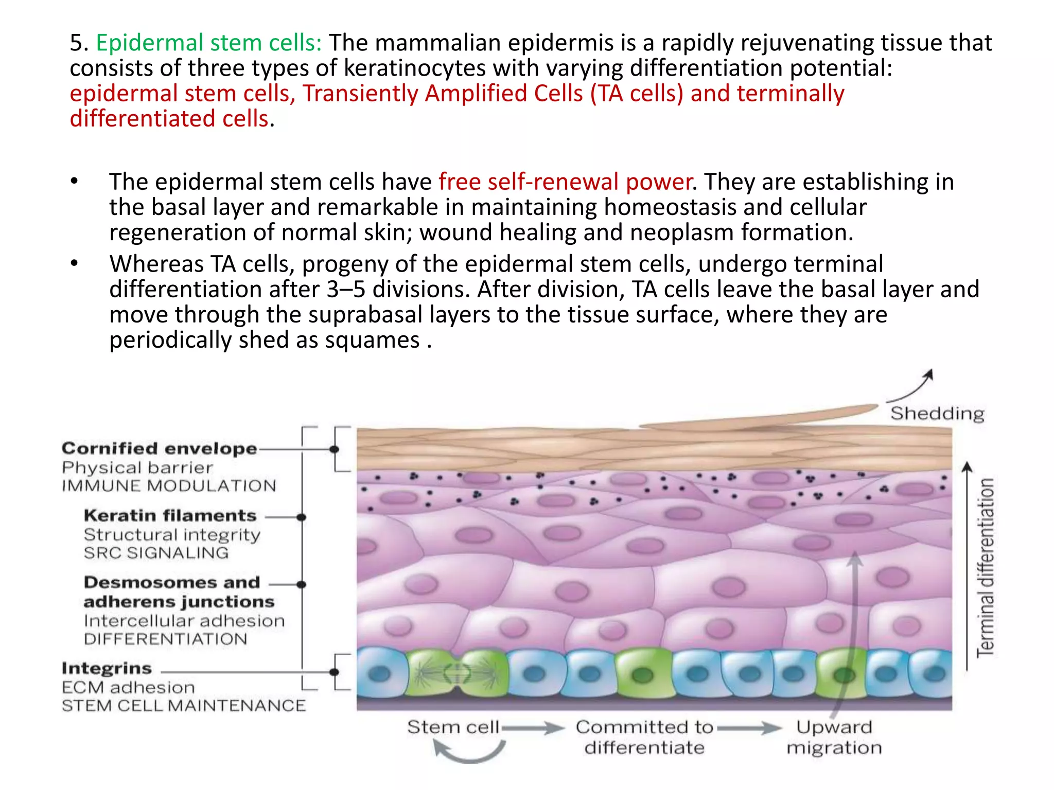 5. Epidermal stem cells: The mammalian epidermis is a rapidly rejuvenating tissue that
consists of three types of keratinocytes with varying differentiation potential:
epidermal stem cells, Transiently Amplified Cells (TA cells) and terminally
differentiated cells.
• The epidermal stem cells have free self-renewal power. They are establishing in
the basal layer and remarkable in maintaining homeostasis and cellular
regeneration of normal skin; wound healing and neoplasm formation.
• Whereas TA cells, progeny of the epidermal stem cells, undergo terminal
differentiation after 3–5 divisions. After division, TA cells leave the basal layer and
move through the suprabasal layers to the tissue surface, where they are
periodically shed as squames .
 