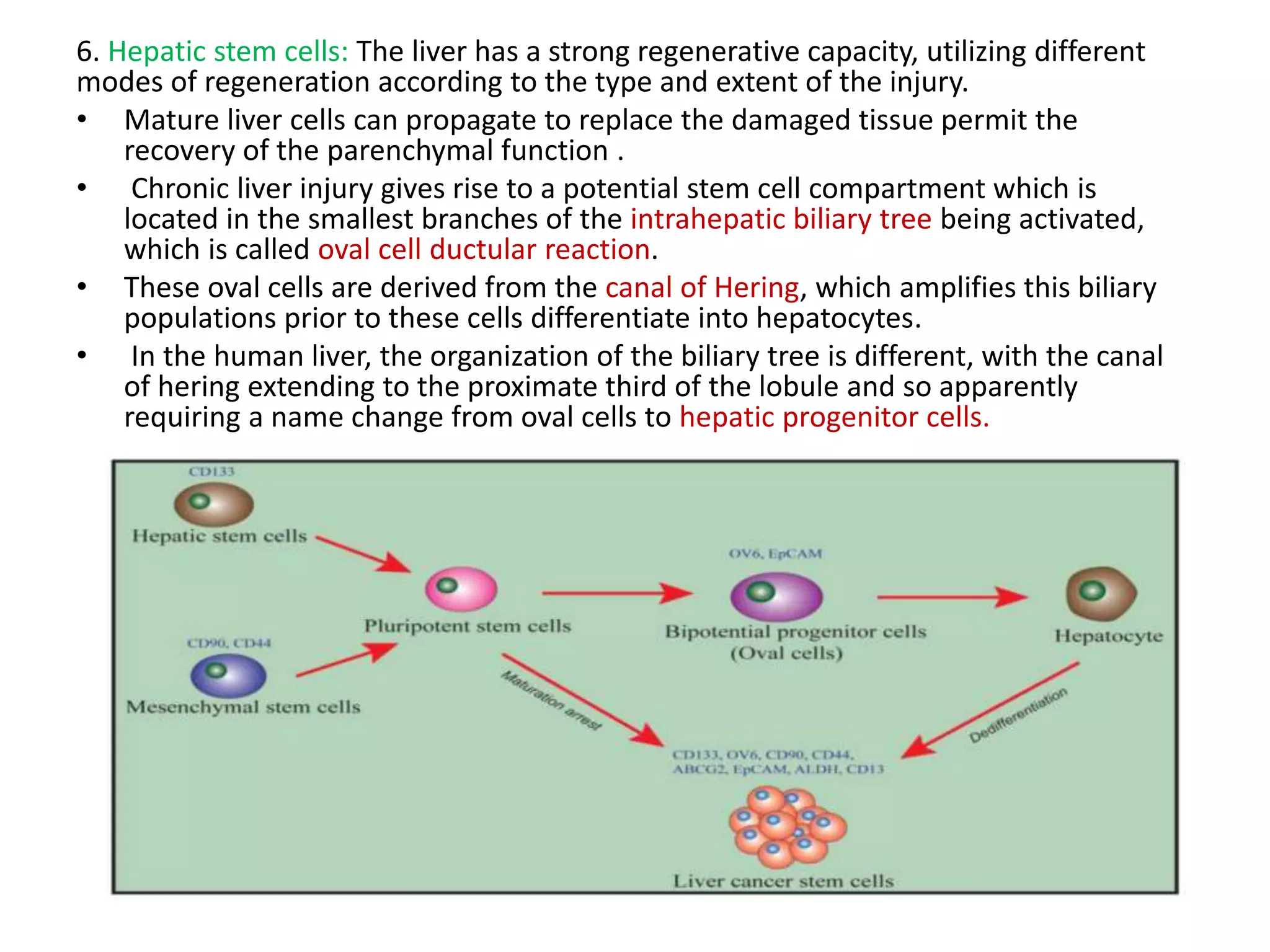 6. Hepatic stem cells: The liver has a strong regenerative capacity, utilizing different
modes of regeneration according to the type and extent of the injury.
• Mature liver cells can propagate to replace the damaged tissue permit the
recovery of the parenchymal function .
• Chronic liver injury gives rise to a potential stem cell compartment which is
located in the smallest branches of the intrahepatic biliary tree being activated,
which is called oval cell ductular reaction.
• These oval cells are derived from the canal of Hering, which amplifies this biliary
populations prior to these cells differentiate into hepatocytes.
• In the human liver, the organization of the biliary tree is different, with the canal
of hering extending to the proximate third of the lobule and so apparently
requiring a name change from oval cells to hepatic progenitor cells.
 