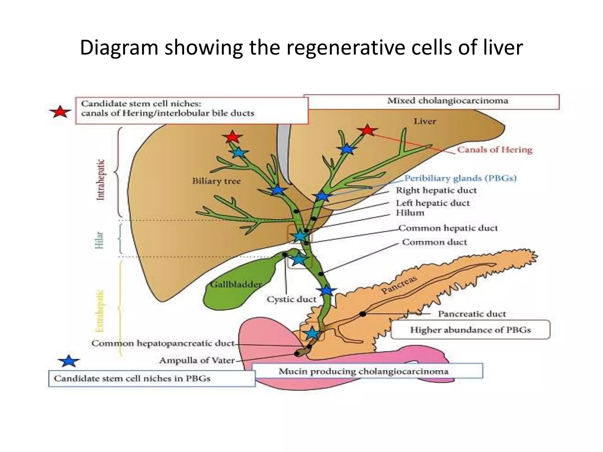 Diagram showing the regenerative cells of liver
 