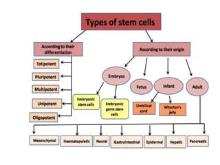 Stem cells and its application | PPTX