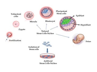 Stem cells and its application | PPTX