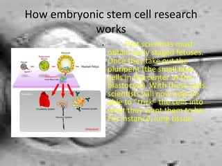 How embryonic stem cell research works