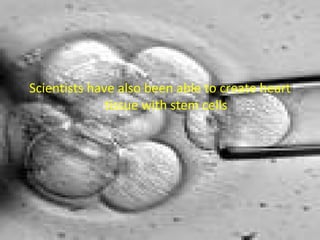 Scientists have also been able to create heart tissue with stem cells