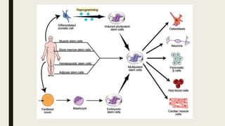 Stem cells and nanotechnology in regenerative medicine and tissue ...