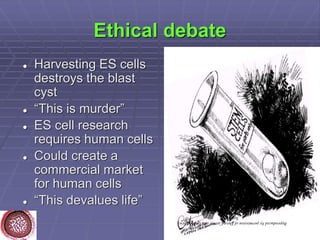 Ethical debate
 Harvesting ES cells
destroys the blast
cyst
 “This is murder”
 ES cell research
requires human cells
 ...