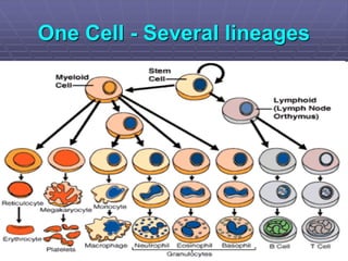 One Cell - Several lineages
 