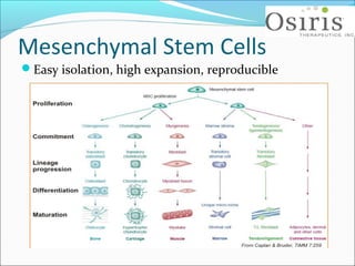 Stem cells and tissue engineering | PPT