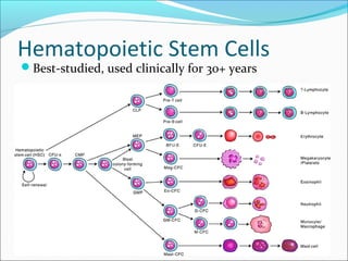 Stem cells and tissue engineering | PPT