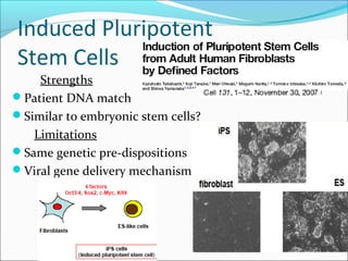 Stem cells and tissue engineering | PPT