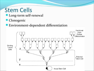 Stem cells and tissue engineering | PPT