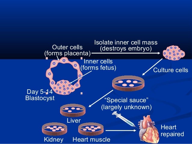 basics of stem cell research Stem cell research & therapy is the major forum for translational research into stem cell therapies an international peer-reviewed journal, it publishes high-quality open access research. basics of stem cell research Stem cell research & therapy is the major forum for translational research into stem cell therapies an international peer-reviewed journal, it publishes high-quality open access research.